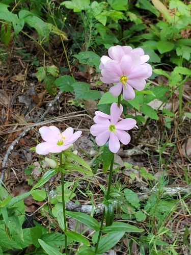 Image of Sabatia capitata by (c) Samuel A Schmid, PhD, PWS, some rights reserved (CC BY)