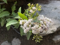 Stevia lucida