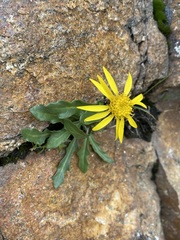 Senecio amplectens holmii