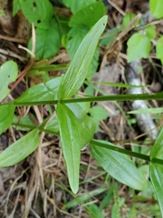 Sabatia capitata