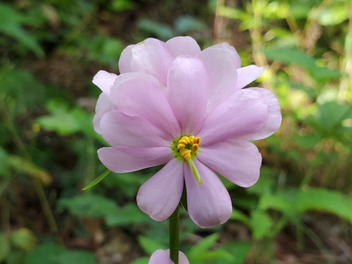 Image of Sabatia capitata by (c) Samuel A Schmid, PhD, PWS, some rights reserved (CC BY)