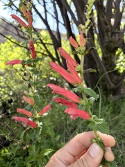 Lamourouxia rhinanthifolia