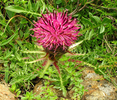Centaurea borjae