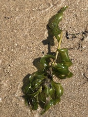 Potamogeton richardsonii