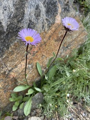 Erigeron grandiflorus