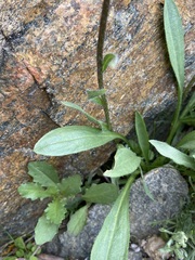 Erigeron grandiflorus