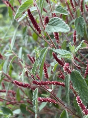 Acalypha brevicaulis