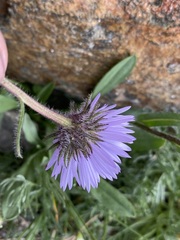 Erigeron grandiflorus