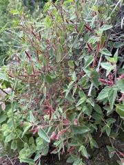 Acalypha brevicaulis