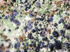 Bilimbia sabuletorum