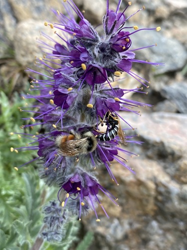 Bombus lapponicus photo 3
