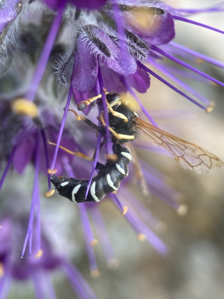 Pseudomasaris marginalis