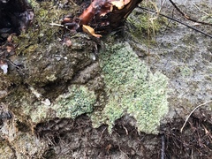 Bilimbia sabuletorum