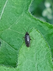 Plagiognathus arbustorum