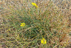 Launaea fragilis