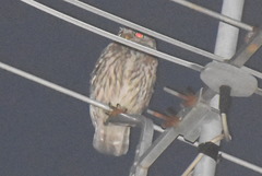 Athene noctua