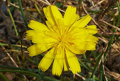Launaea fragilis