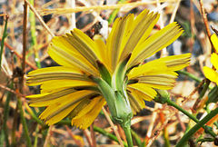 Launaea fragilis