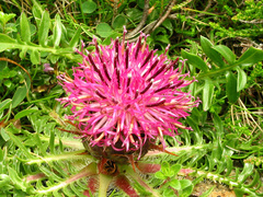 Centaurea borjae