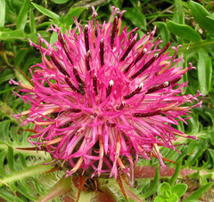 Centaurea borjae