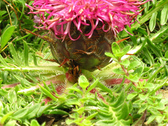 Centaurea borjae