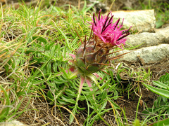 Centaurea borjae