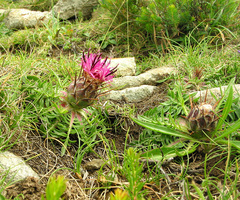 Centaurea borjae