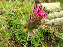 Centaurea borjae