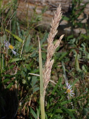 Poa eminens
