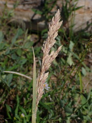 Poa eminens