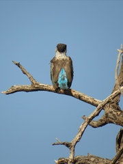 Halcyon chelicuti chelicuti