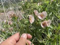 Commelina scabra