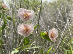 Commelina scabra