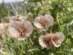 Commelina scabra