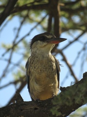 Halcyon chelicuti chelicuti