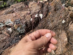 Phemeranthus palmeri