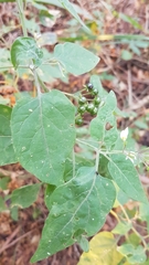 Solanum pilcomayense