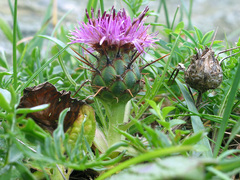 Centaurea borjae