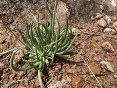 Phemeranthus palmeri