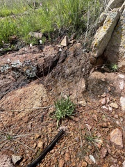 Phemeranthus palmeri