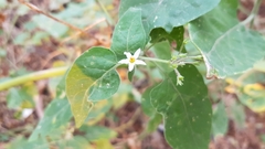 Solanum pilcomayense