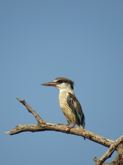 Halcyon chelicuti chelicuti