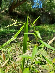 Persicaria hydropiperoides