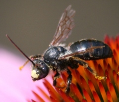 Melissodes desponsus