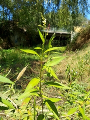 Persicaria hydropiperoides