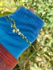 Persicaria hydropiperoides