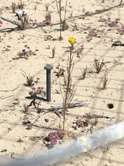 Erysimum teretifolium