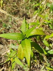 Persicaria hydropiperoides