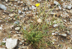 Launaea fragilis