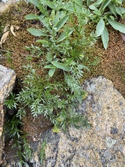 Oreoxis alpina